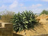 Agrigento-Cactus-web.jpg